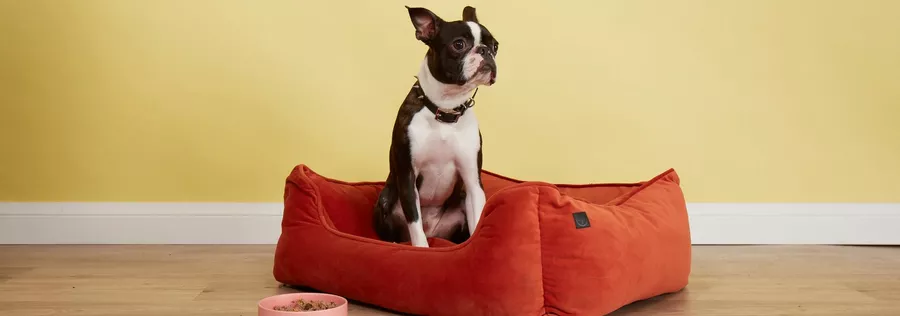 Boston terrier 2024 dog food